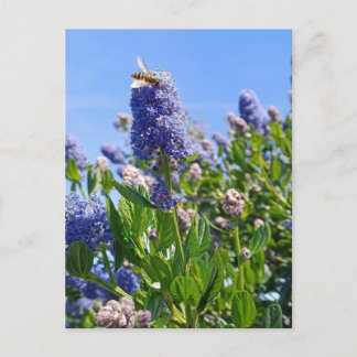 Ansichtkaart met seringenbloemen in Engelse tuin Briefkaart