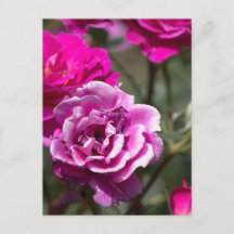 Ansichtkaart Mooie Rozen Fotografie