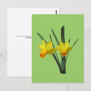 Ansichtkaart - Narcis Briefkaart