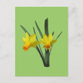 Ansichtkaart - Narcis Briefkaart (Voorkant)