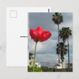 Ansichtkaart - Papaver Ambities Briefkaart