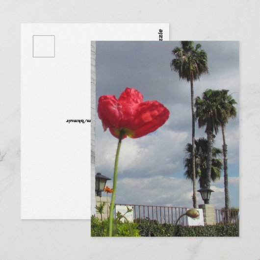 Ansichtkaart - Papaver Ambities Briefkaart (Voorkant / Achterkant)