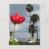 Ansichtkaart - Papaver Ambities Briefkaart (Voorkant)