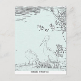 Ansichtkaart - Pelikanen bij de vijver Briefkaart