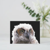 Ansichtkaart - Portret van jonge uil Briefkaart (Staand voorkant)