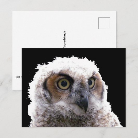 Ansichtkaart - Portret van jonge uil Briefkaart (Voorkant / Achterkant)
