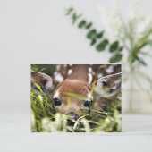 Ansichtkaart - Ree Briefkaart (Staand voorkant)