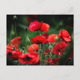 Ansichtkaart Rode Klaprozen In Natuurfotografie Briefkaart