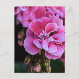 Ansichtkaart Roze Geraniumbloesem Fotografie Briefkaart
