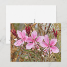 Ansichtkaart - Roze Guara Briefkaart