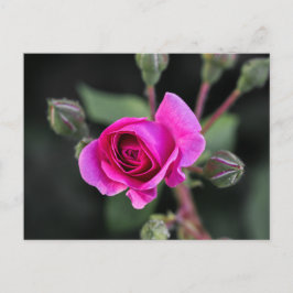 Ansichtkaart Roze Roos En Knoppen Fotografie Briefkaart