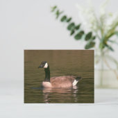 Ansichtkaart - Rustige gans Briefkaart (Staand voorkant)