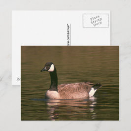 Ansichtkaart - Rustige gans Briefkaart