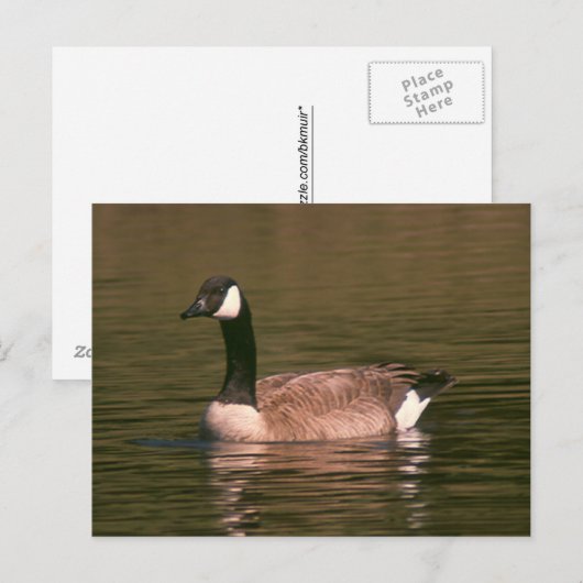 Ansichtkaart - Rustige gans Briefkaart (Voorkant / Achterkant)