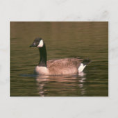 Ansichtkaart - Rustige gans Briefkaart (Voorkant)