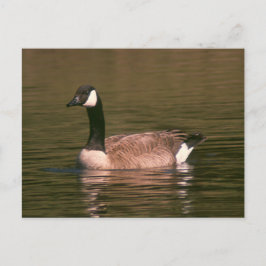 Ansichtkaart - Rustige gans Briefkaart