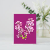 Ansichtkaart - Seringbloesems Briefkaart (Staand voorkant)