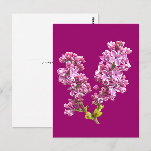 Ansichtkaart - Seringbloesems Briefkaart (Voorkant / Achterkant)