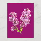 Ansichtkaart - Seringbloesems Briefkaart (Voorkant)