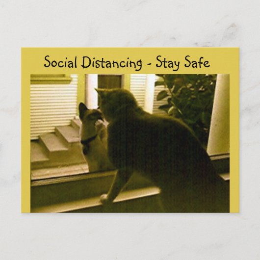 Ansichtkaart - Sociale afstand Cats Briefkaart (Voorkant)
