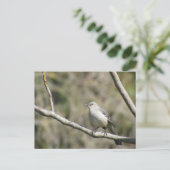 Ansichtkaart - Spotvogel Briefkaart (Staand voorkant)