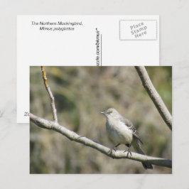 Ansichtkaart - Spotvogel Briefkaart
