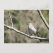 Ansichtkaart - Spotvogel Briefkaart (Voorkant)