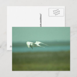 Ansichtkaart - Stern in vlucht Briefkaart