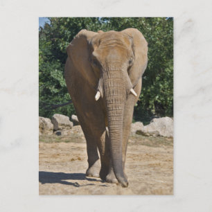 Ansichtkaart van Afrikaanse Olifant Briefkaart