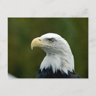 Ansichtkaart van de kop van een Amerikaanse zeeare Briefkaart