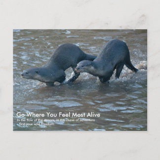 Ansichtkaart van gladharige otters briefkaart