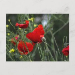 Ansichtkaart van klaprozen in de natuur briefkaart