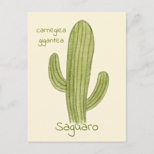 Ansichtkaart van Saguaro Cactus. Briefkaart (Voorkant)