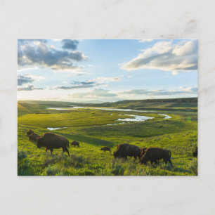 Ansichtkaart van Yellowstone National Park Briefkaart