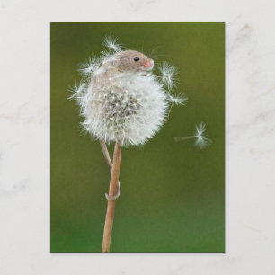 Ansichtkaart - Veldmuis & Paardenbloem Briefkaart