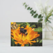 ansichtkaart - Voederen in Calendula Briefkaart (Staand voorkant)