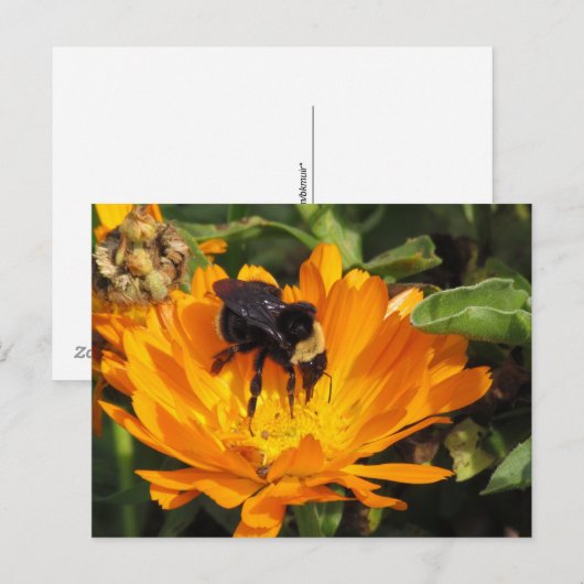 ansichtkaart - Voederen in Calendula Briefkaart (Voorkant / Achterkant)