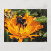 ansichtkaart - Voederen in Calendula Briefkaart (Voorkant)