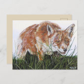 Ansichtkaart Vos. Briefkaart (Voorkant / Achterkant)