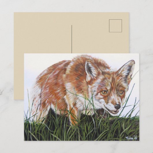 Ansichtkaart Vos. Briefkaart (Voorkant / Achterkant)