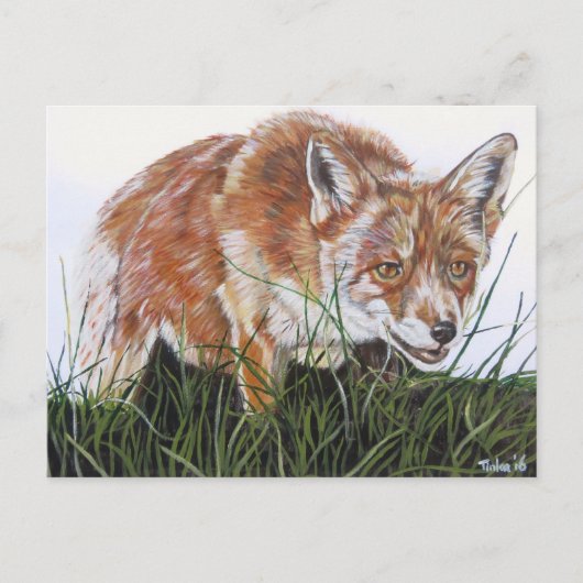 Ansichtkaart Vos. Briefkaart (Voorkant)