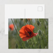 Ansichtkaart - Wilde rode klaproos Briefkaart (Voorkant / Achterkant)