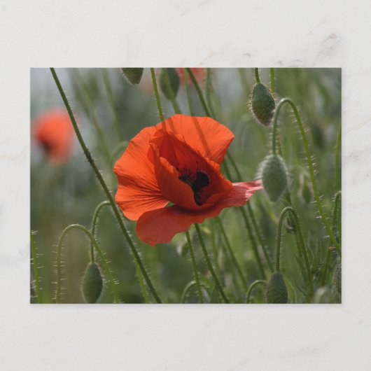 Ansichtkaart - Wilde rode klaproos Briefkaart (Voorkant)