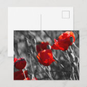 Ansichtkaart - Wilde Rode Klaprozen Briefkaart (Voorkant / Achterkant)