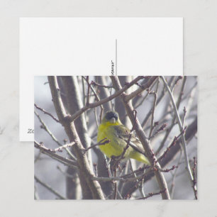 Ansichtkaart - Wintervogel Briefkaart