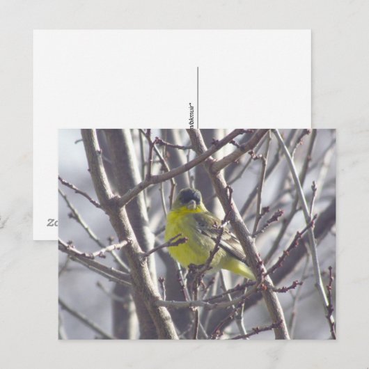 Ansichtkaart - Wintervogel Briefkaart (Voorkant / Achterkant)