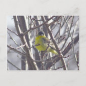 Ansichtkaart - Wintervogel Briefkaart (Voorkant)