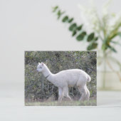 Ansichtkaart - Witte Alpaca Briefkaart (Staand voorkant)