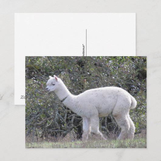 Ansichtkaart - Witte Alpaca Briefkaart (Voorkant / Achterkant)