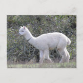 Ansichtkaart - Witte Alpaca Briefkaart (Voorkant)